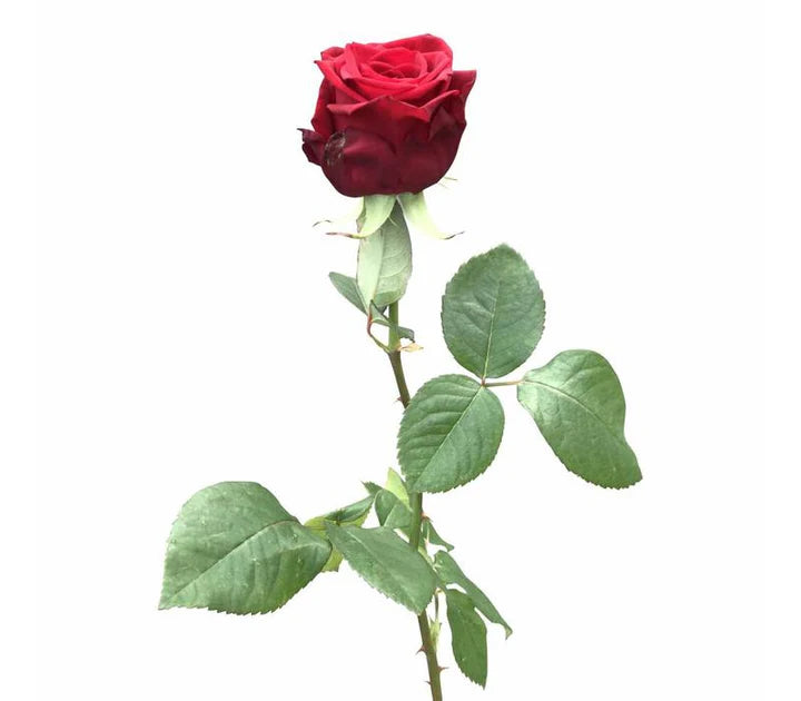 Rote Rosen (40cm)
