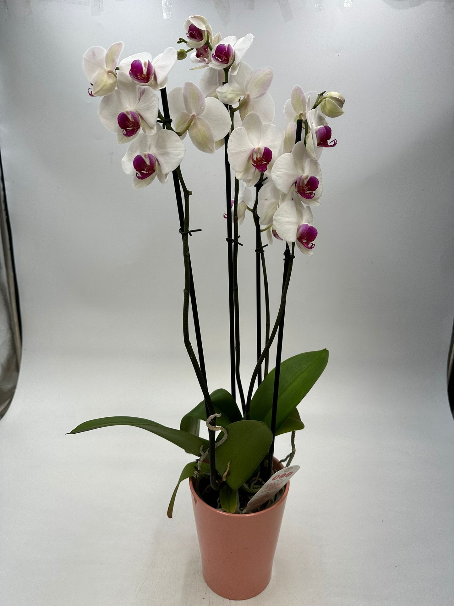 Orchideen Weiß/Lila 4 Triebe