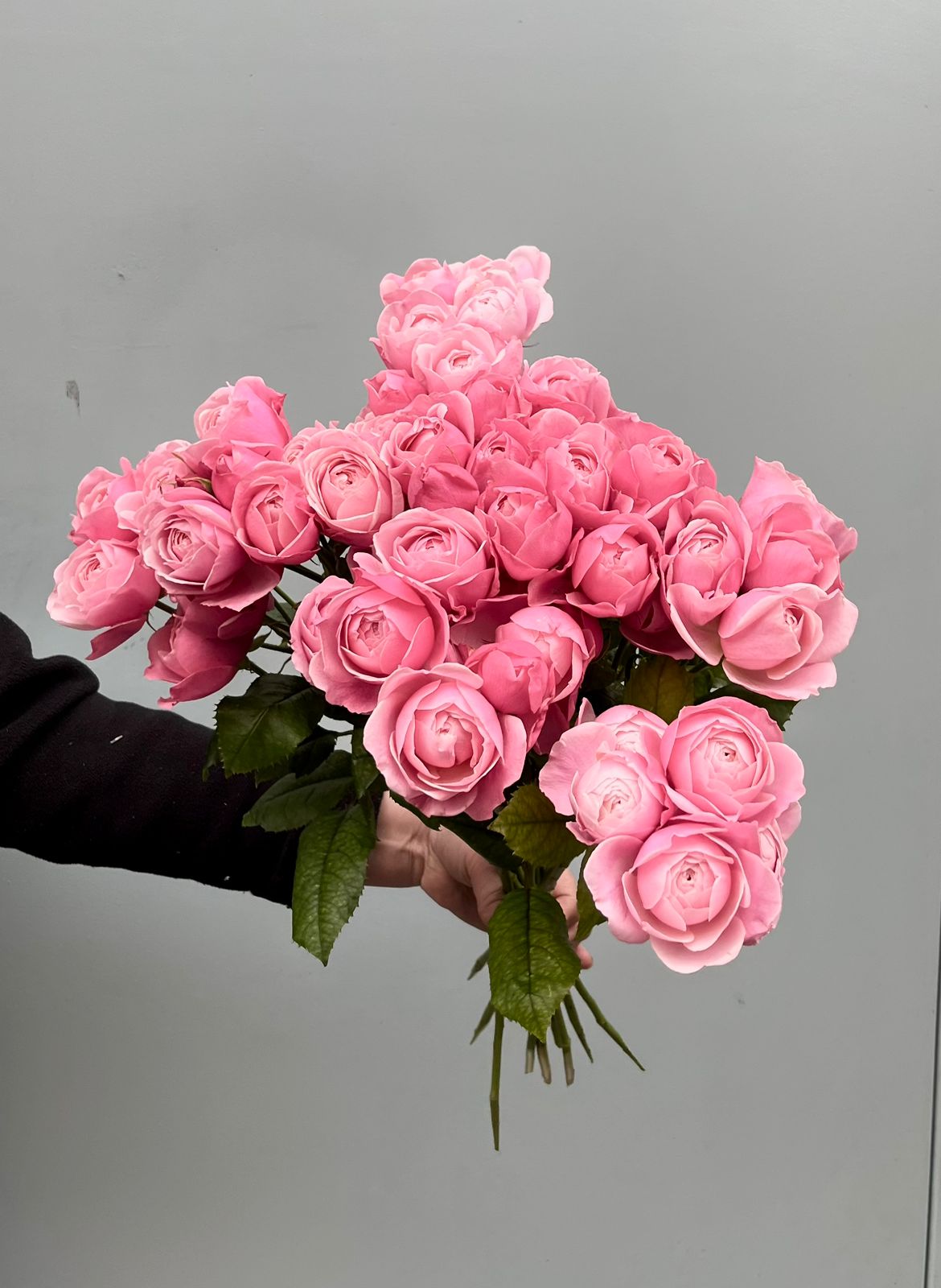 Rosa Sprührose