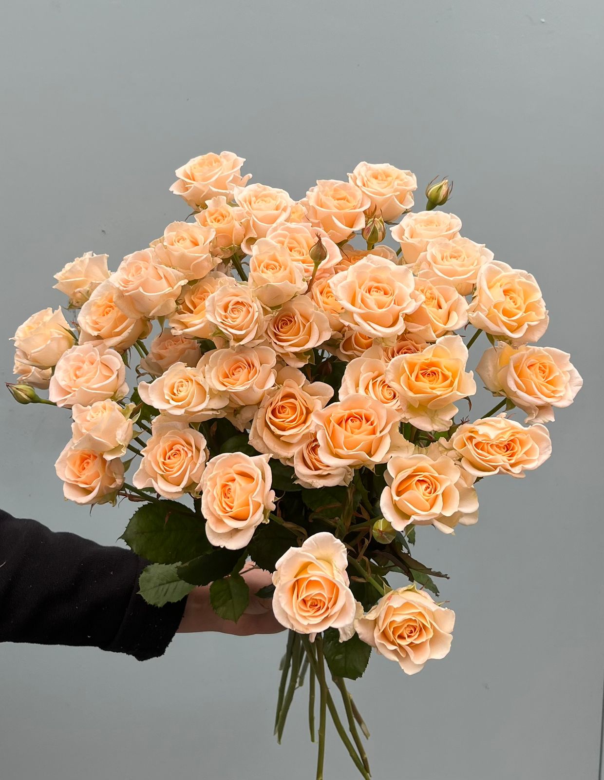 Pfirsichfarbene Sprührose
