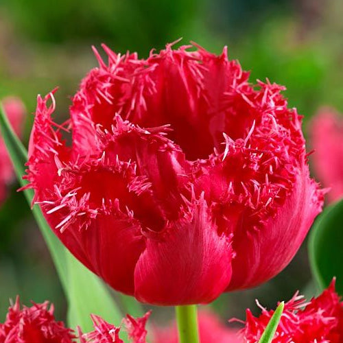 Rote Tulpen