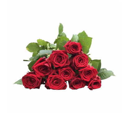 101 Premium-Rosen Red Naomi (Rot)