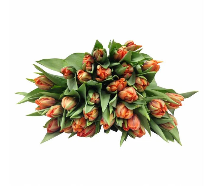 Orange Tulpen