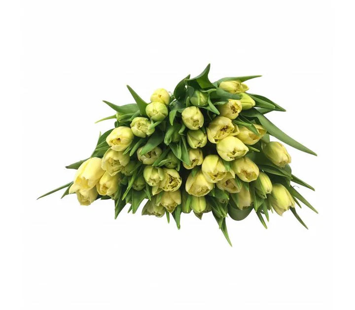 Gelbe Tulpen