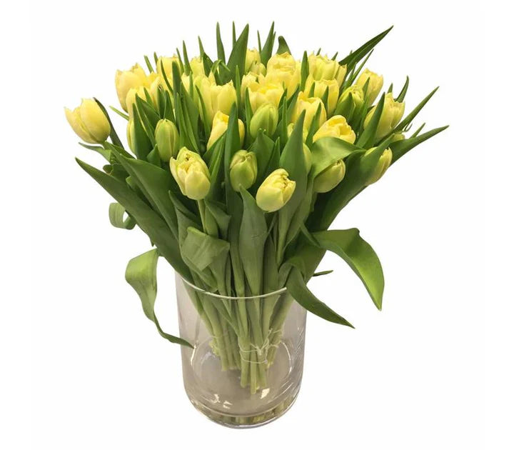 Gelbe Tulpen
