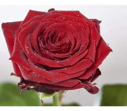 101 Premium-Rosen Red Naomi (Rot)