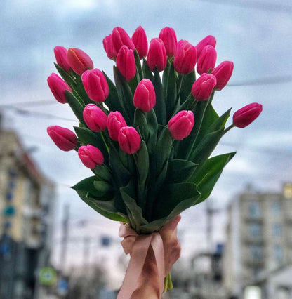 Rosa Tulpen