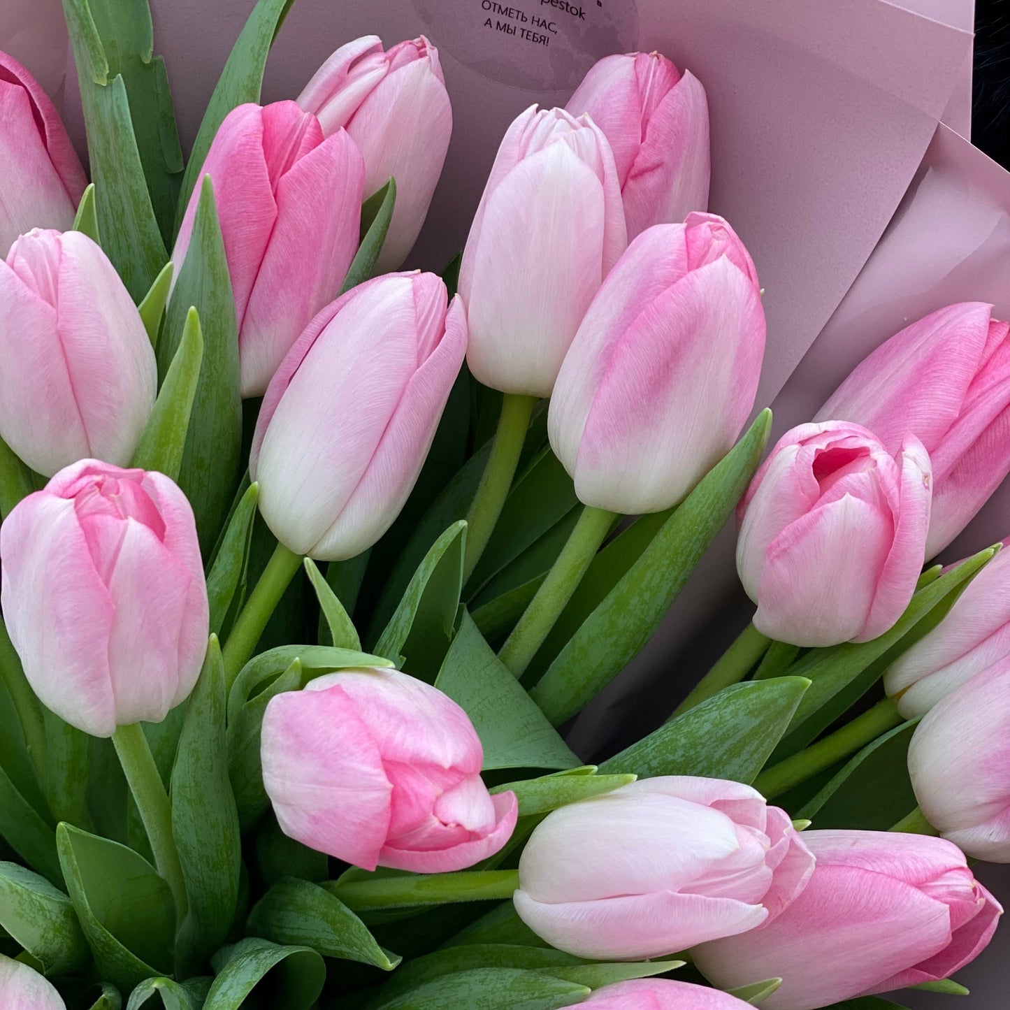 Rosa Tulpen