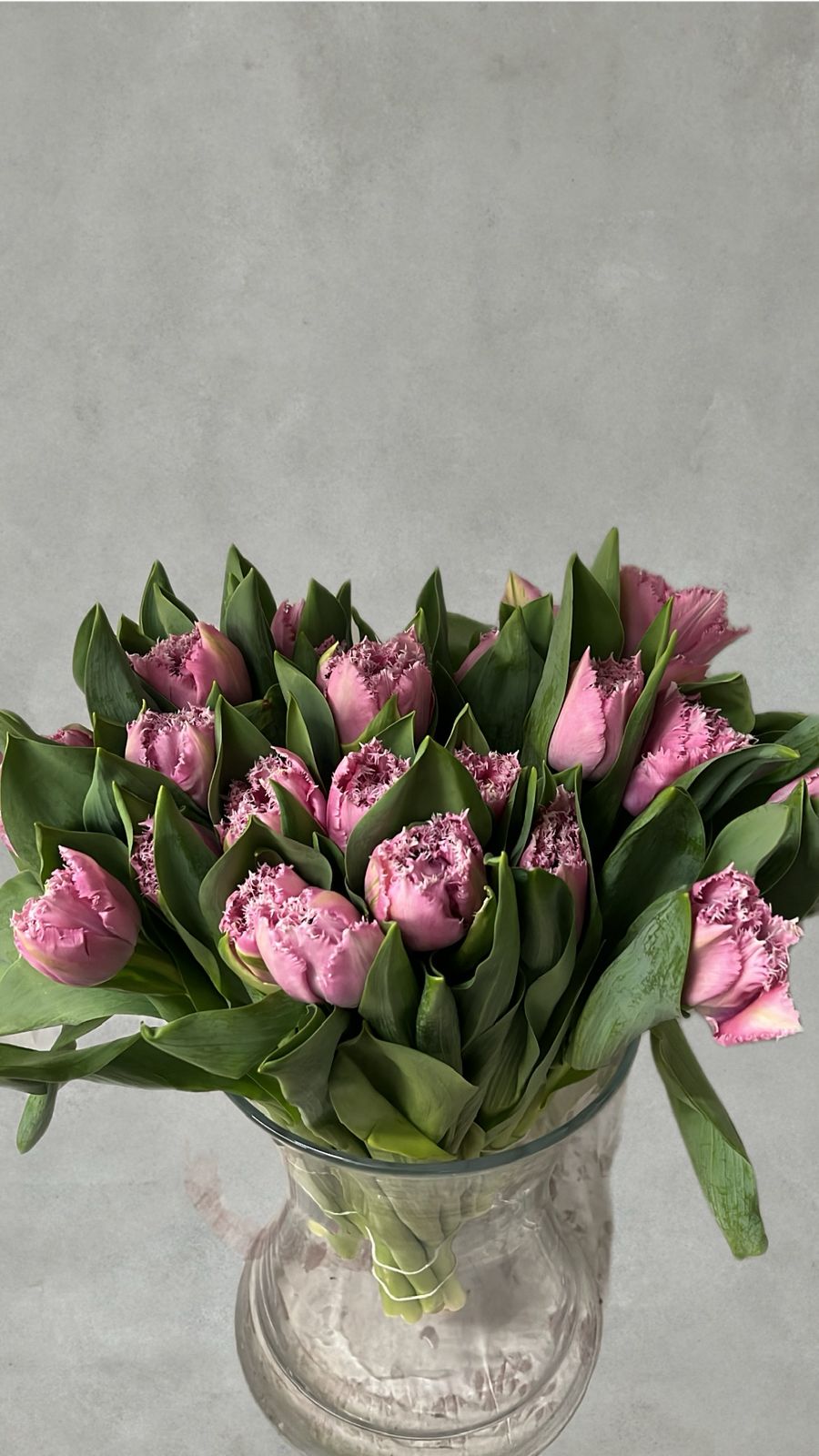 Lila Tulpen