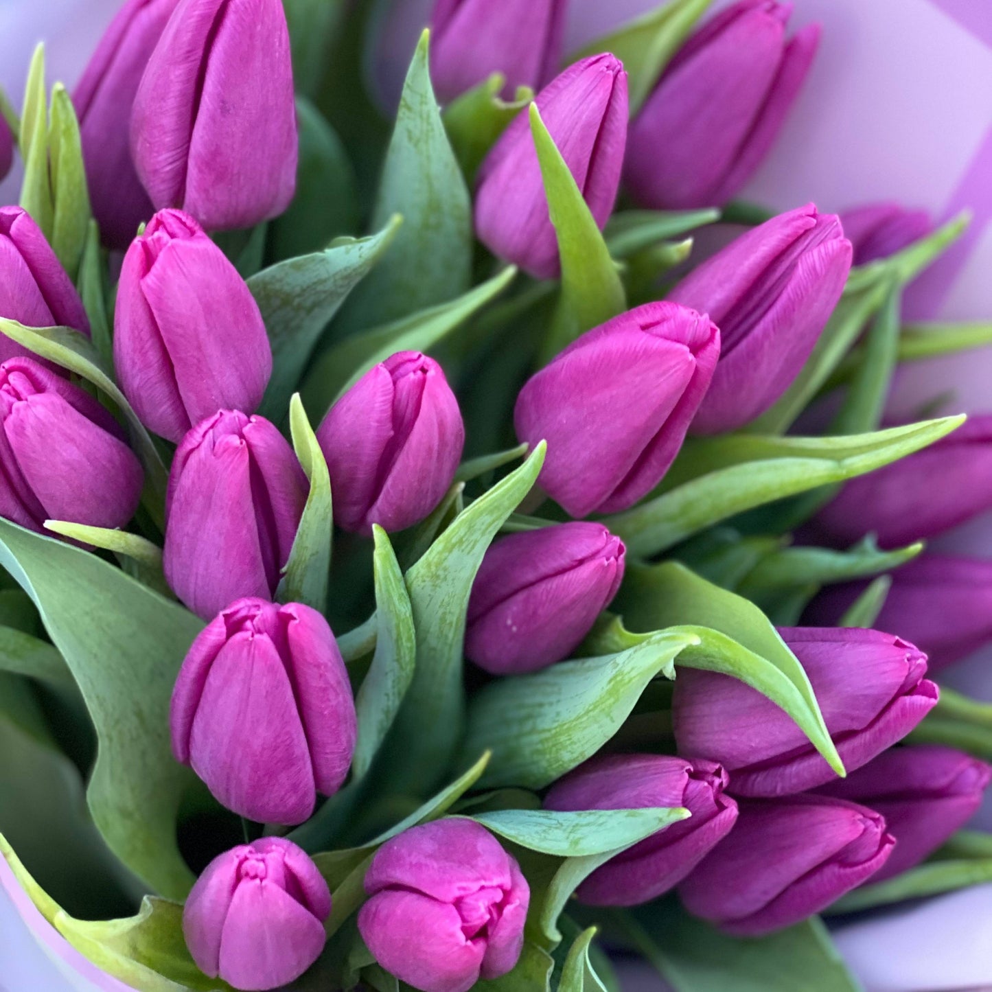 Lila Tulpen