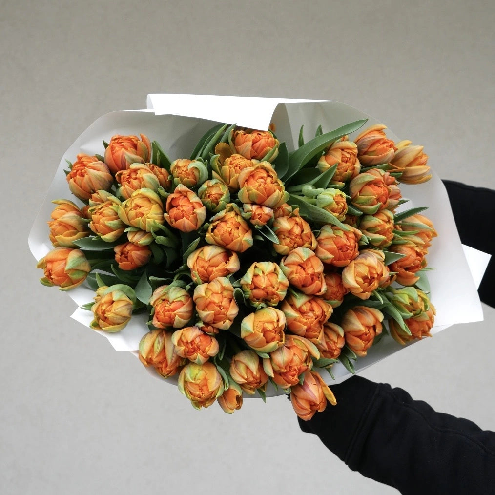 Orange Tulpen