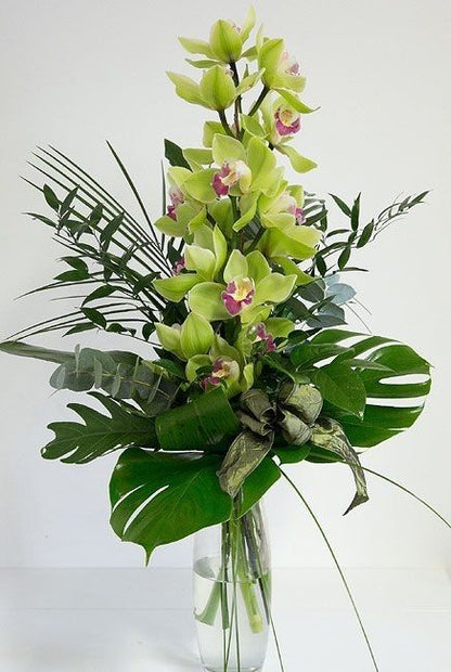 Cymbidium Orchidee
