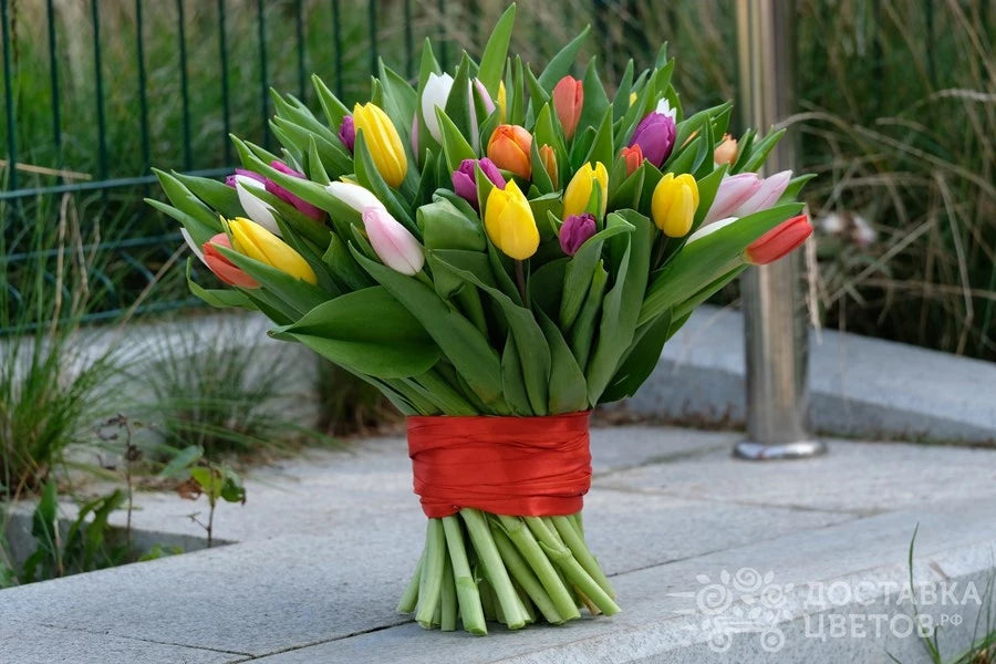 Bunte Tulpen