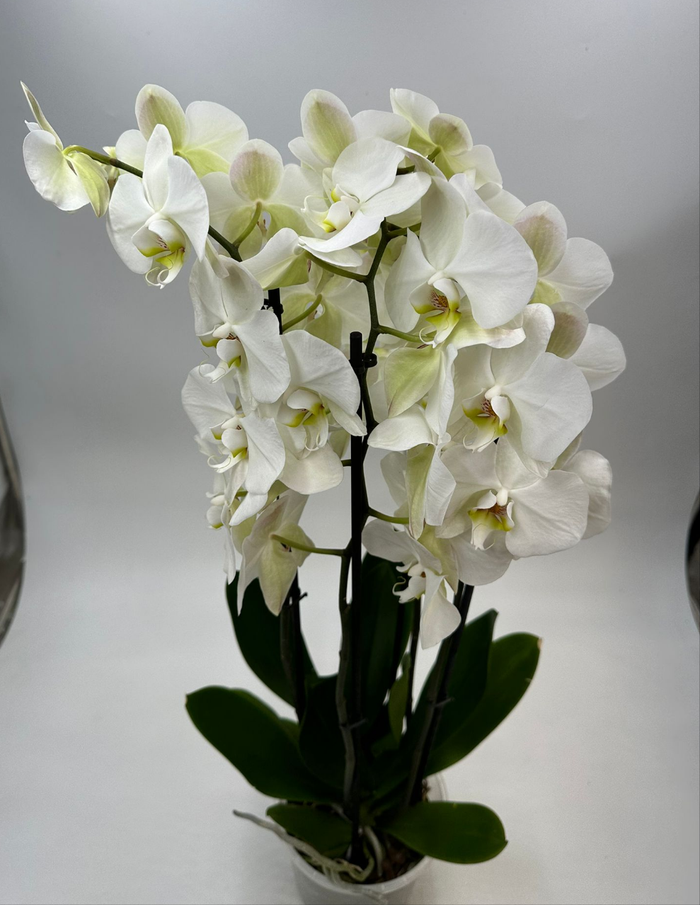 Orchideen Weiß 4 Triebe