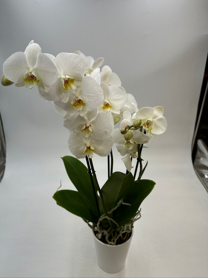 Orchideen Weiß 4 Triebe