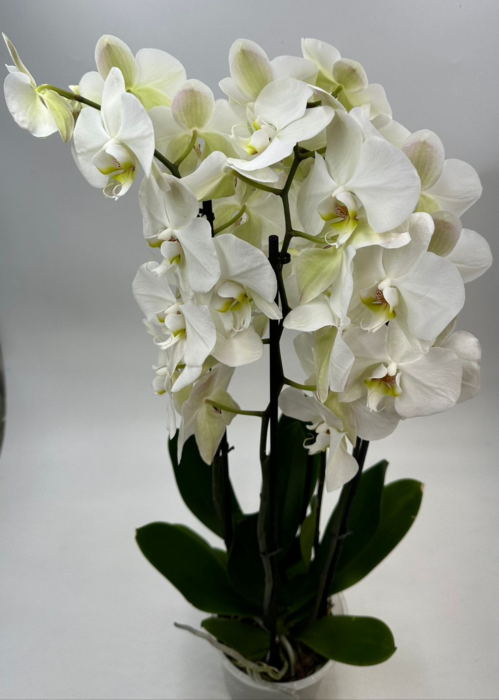 Orchideen Weiß 4 Triebe