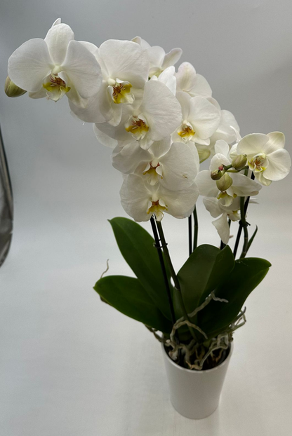 Orchideen Weiß 4 Triebe