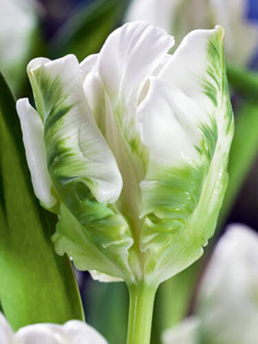 Weiße Tulpen