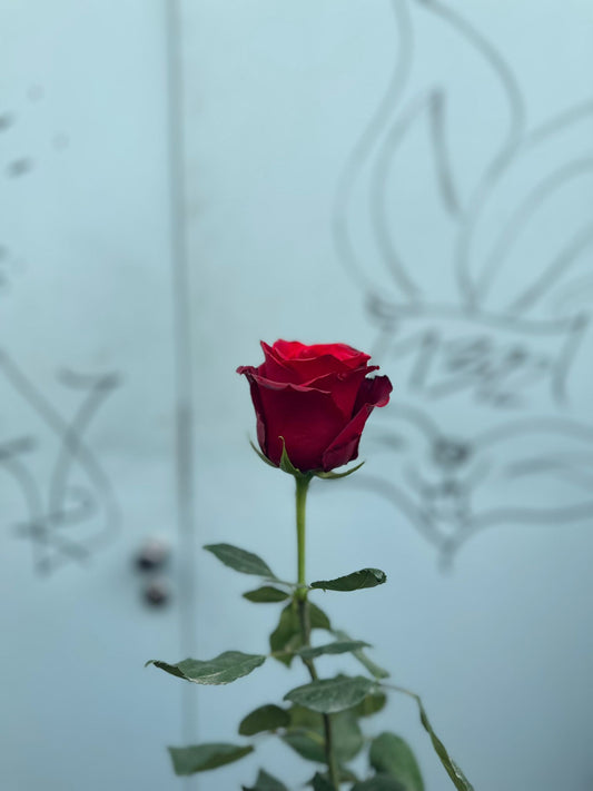 Explorer Rosen (dunkel rote Rosen )