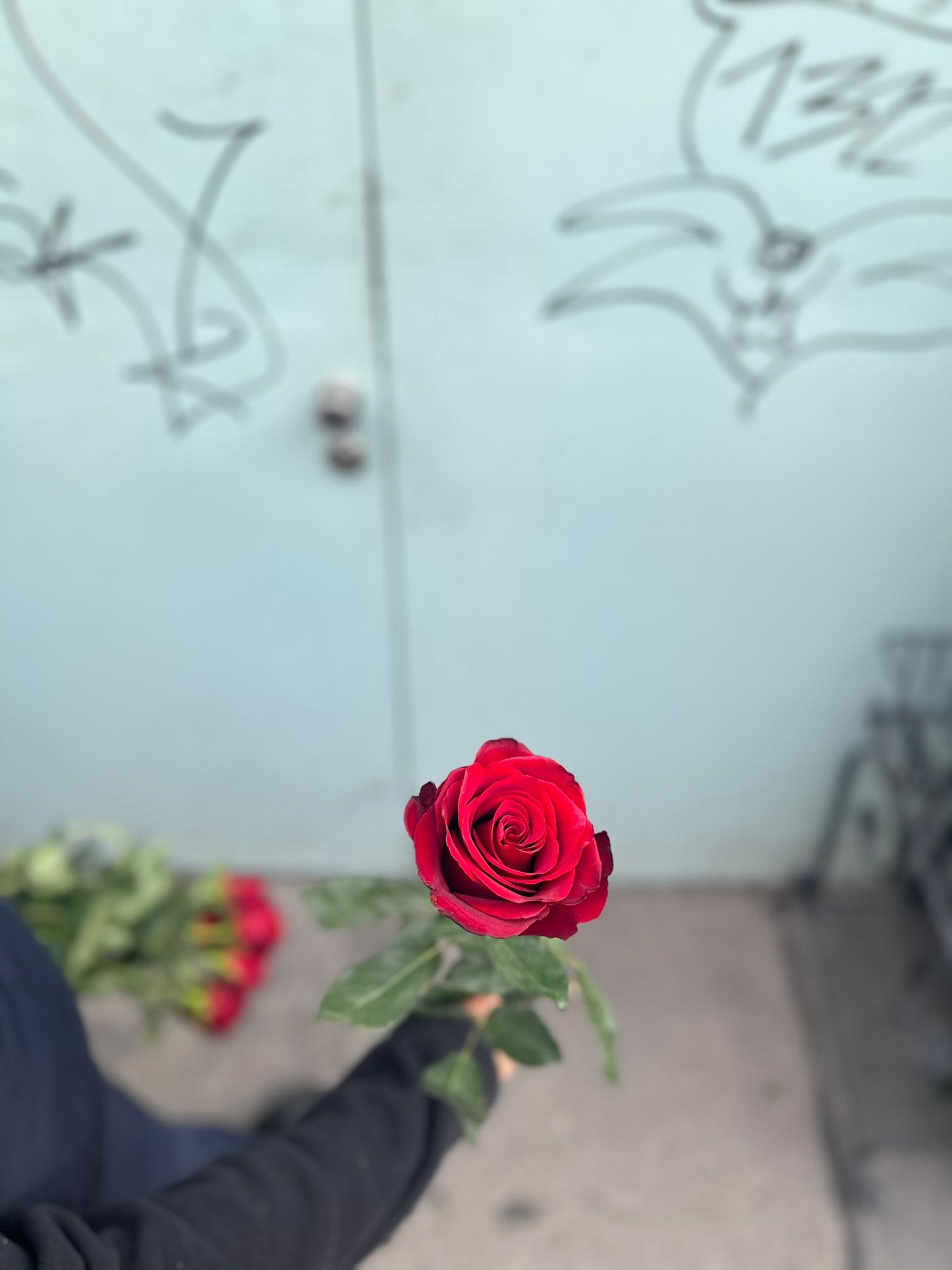 Explorer Rosen (dunkel rote Rosen )
