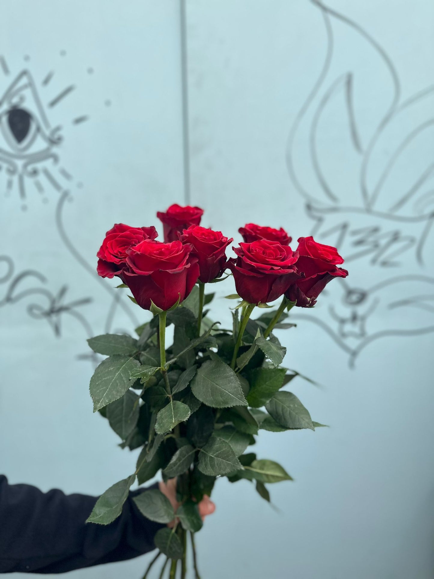 Explorer Rosen (dunkel rote Rosen )