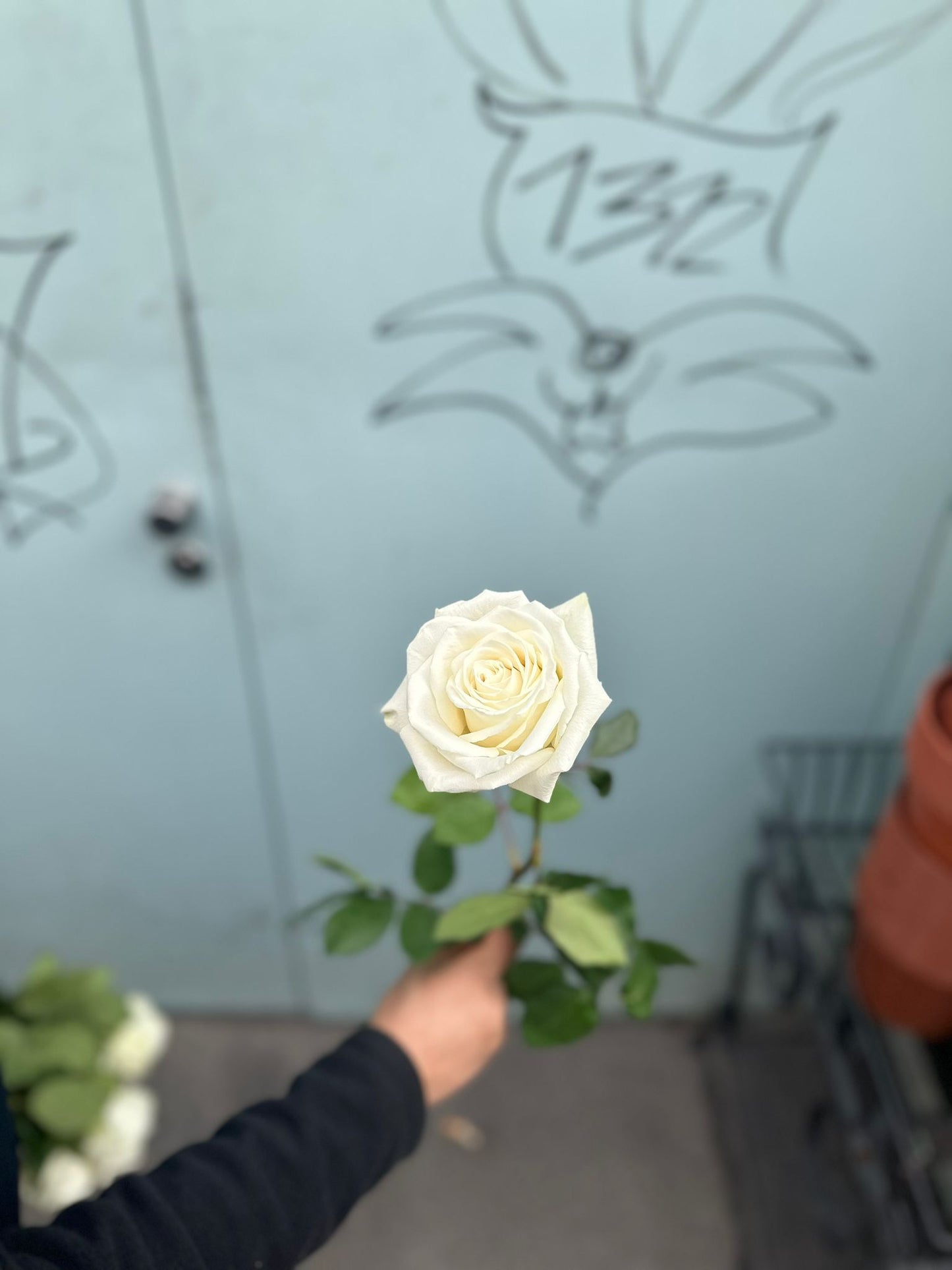 Weiße Rosen 'Mondial'