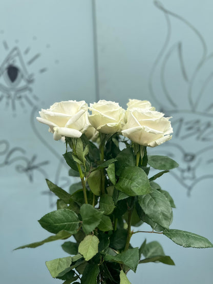 Weiße Rosen 'Mondial'