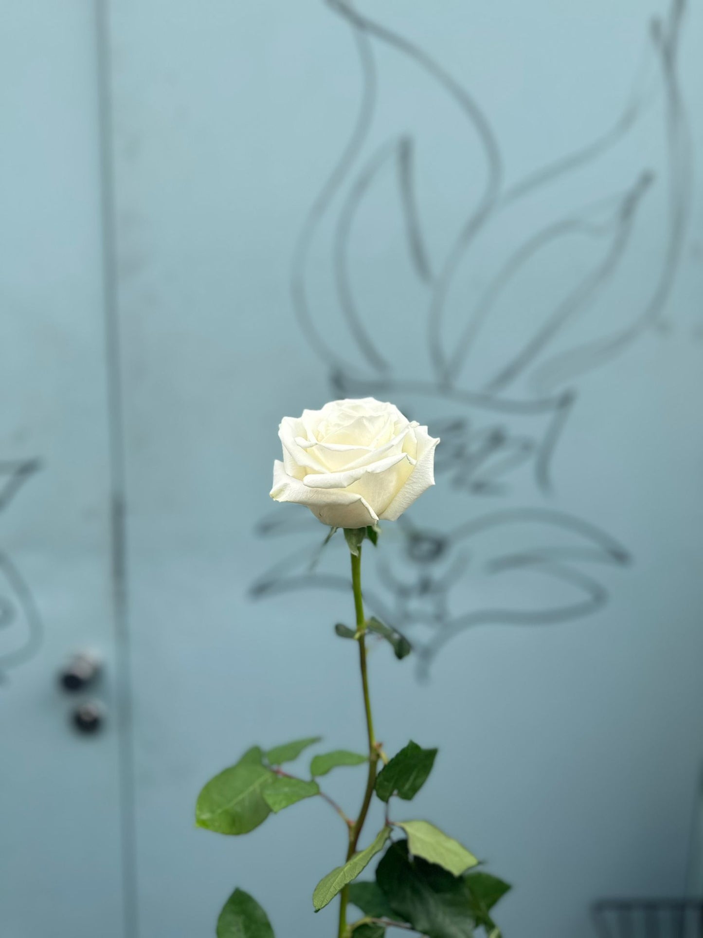 Weiße Rosen 'Mondial'