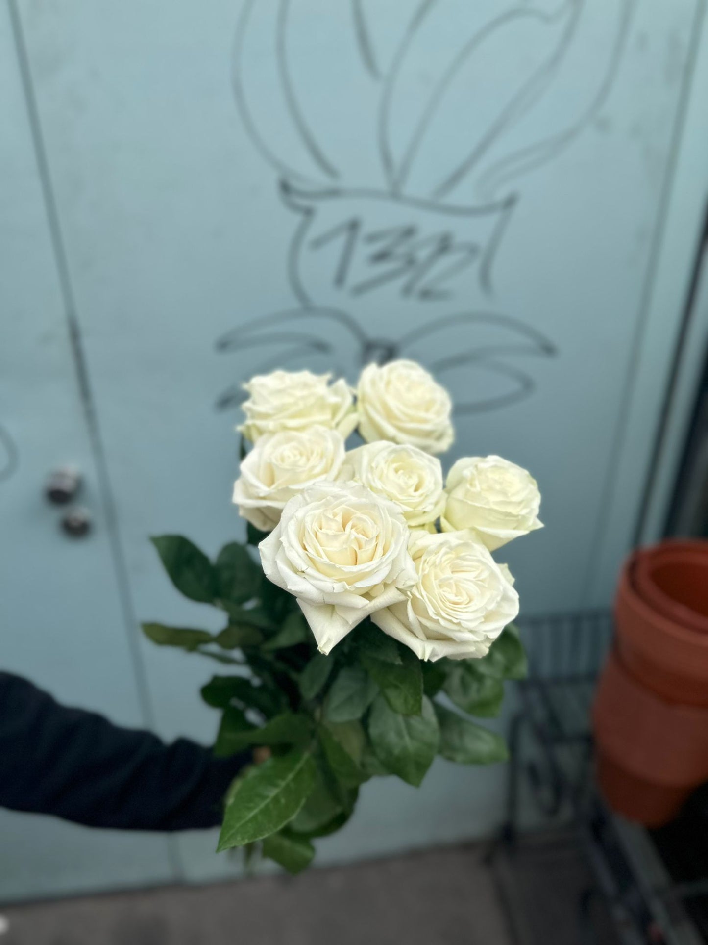 Weiße Rosen 'Mondial'