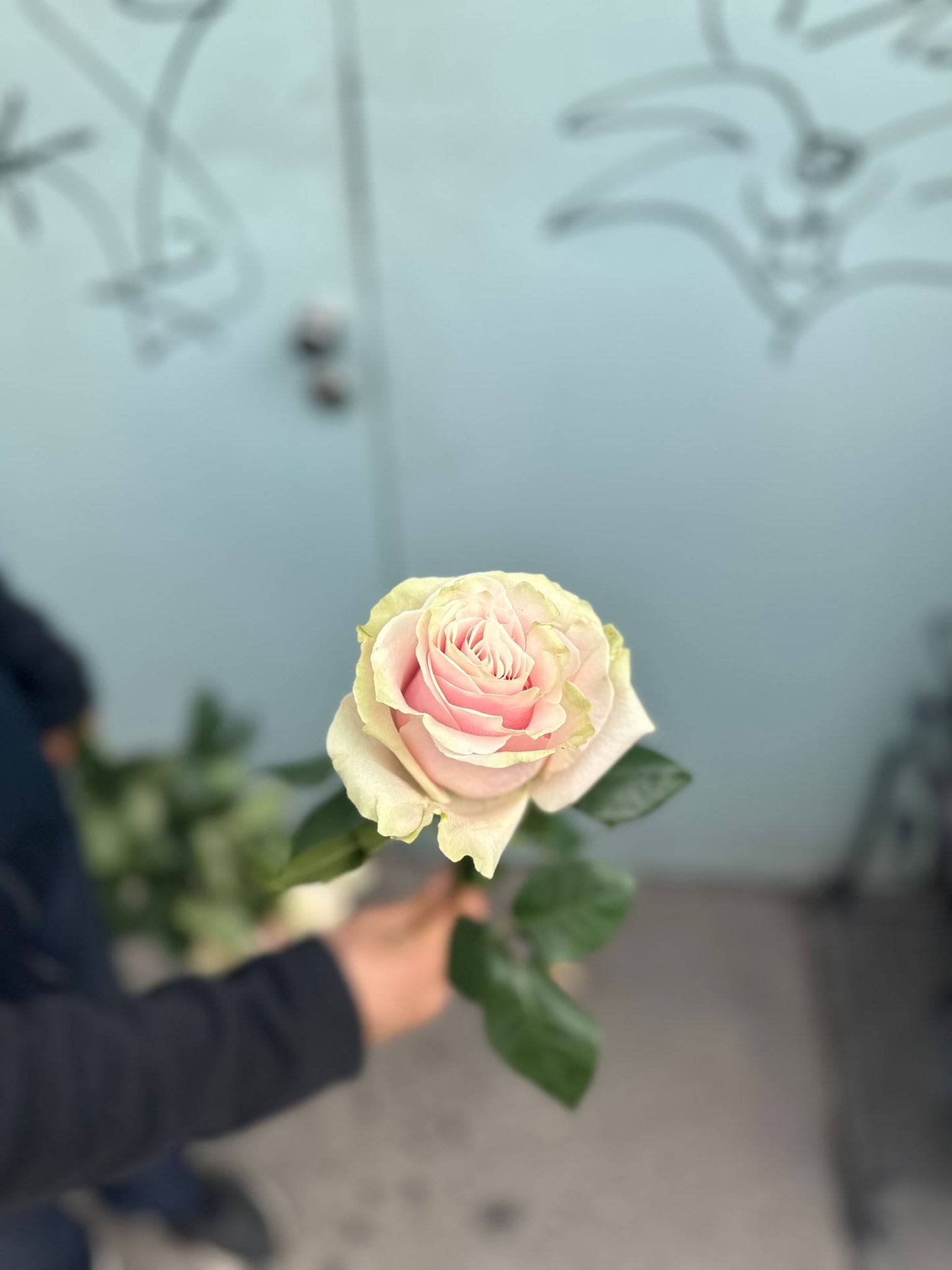 Pink Mondial (rose Rosen )