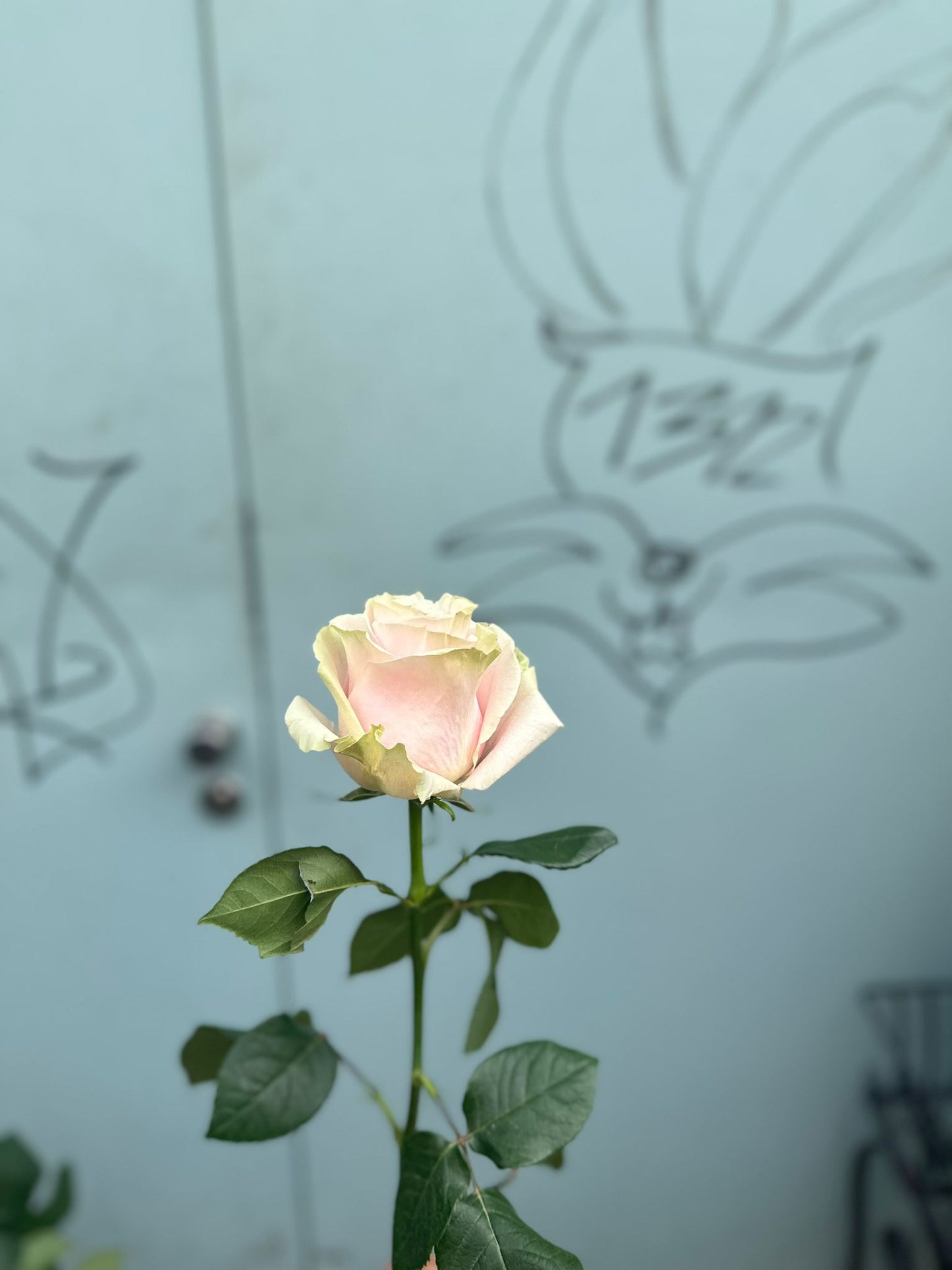 Pink Mondial (rose Rosen )