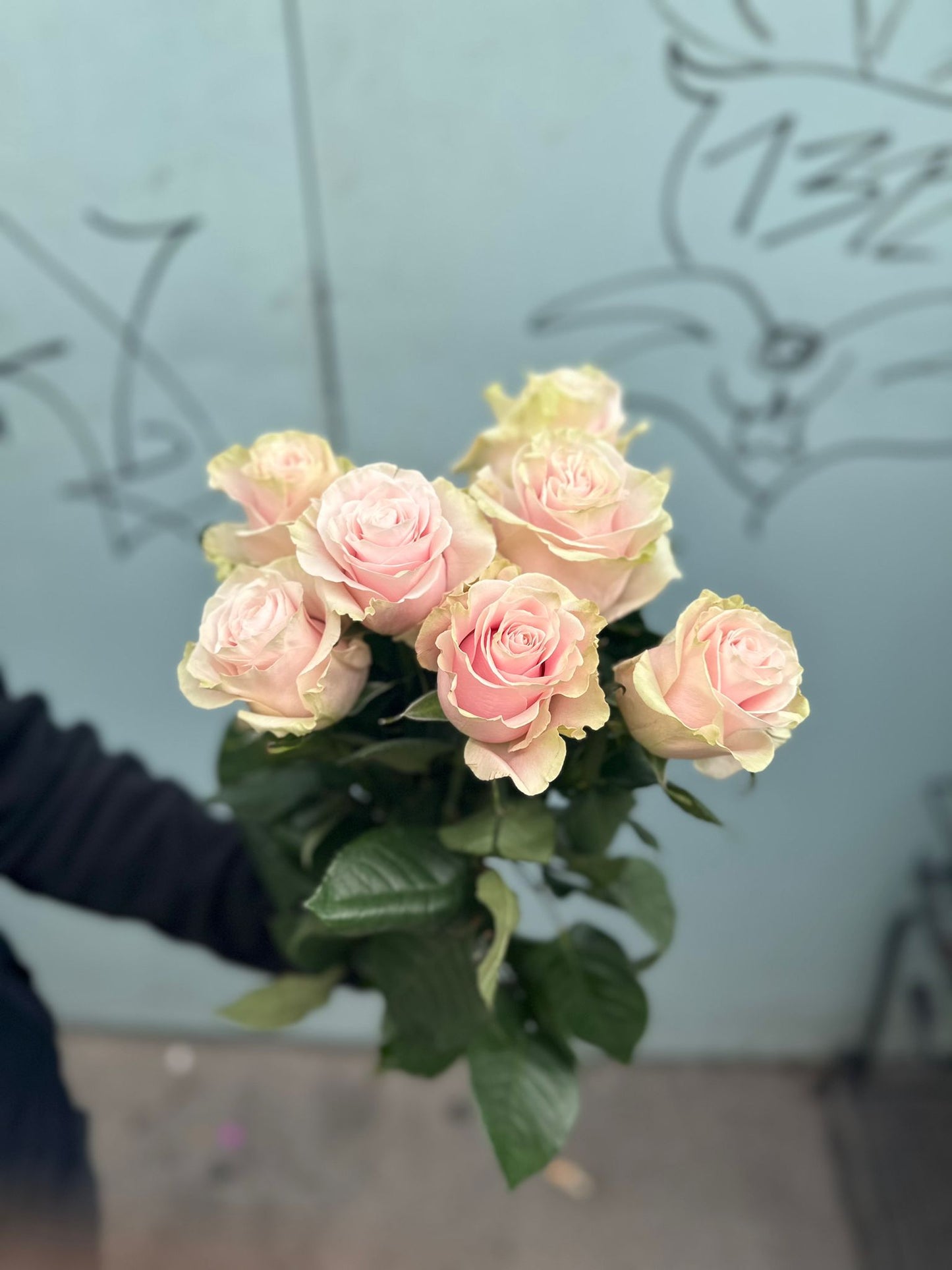 Pink Mondial (rose Rosen )