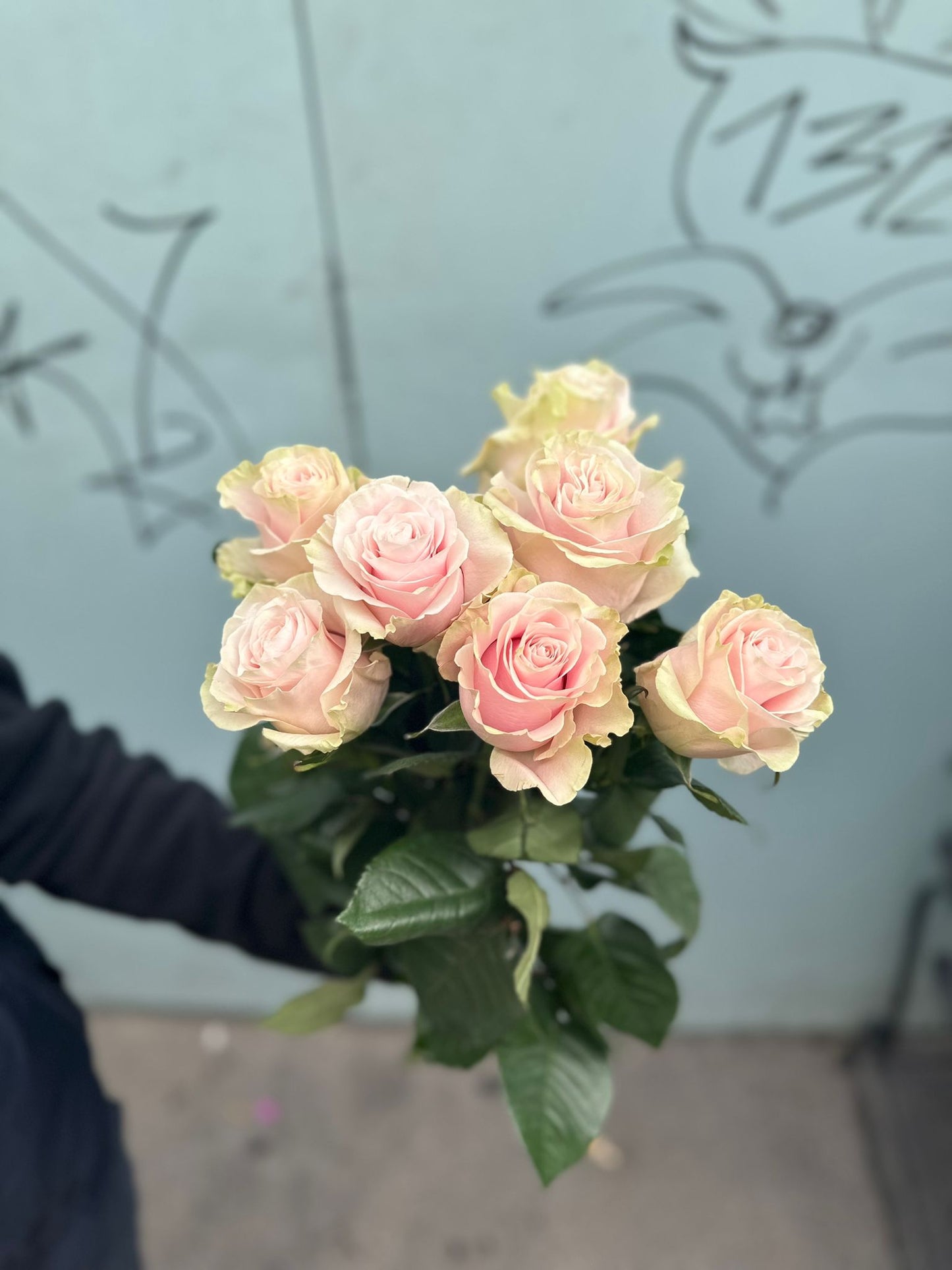 Pink Mondial (rose Rosen )