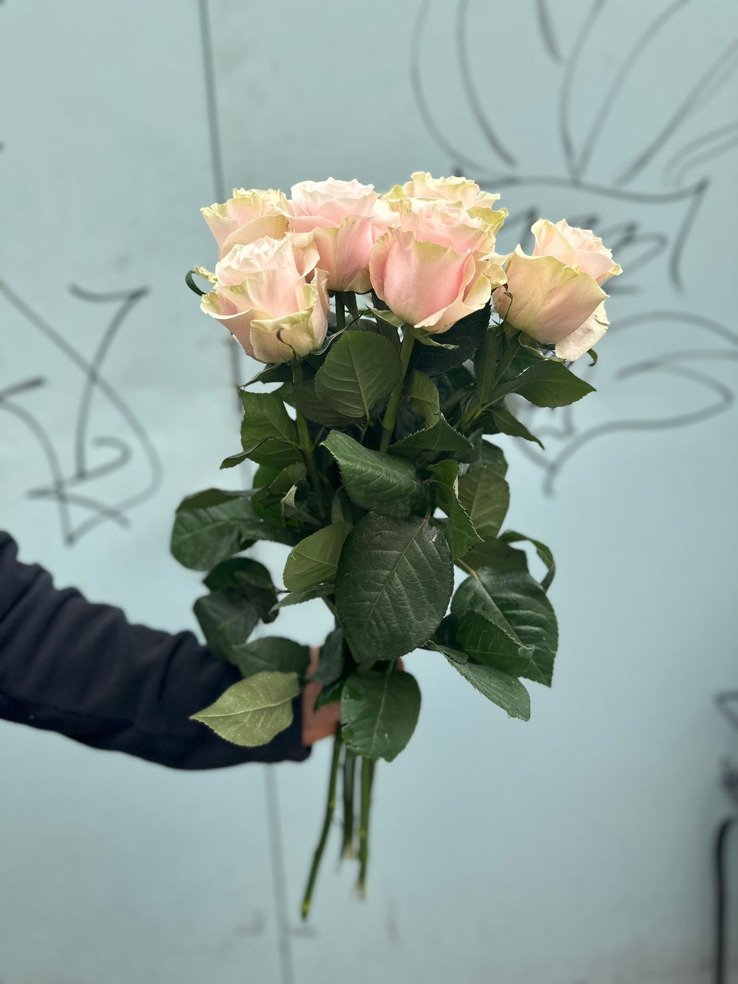 Pink Mondial (rose Rosen )