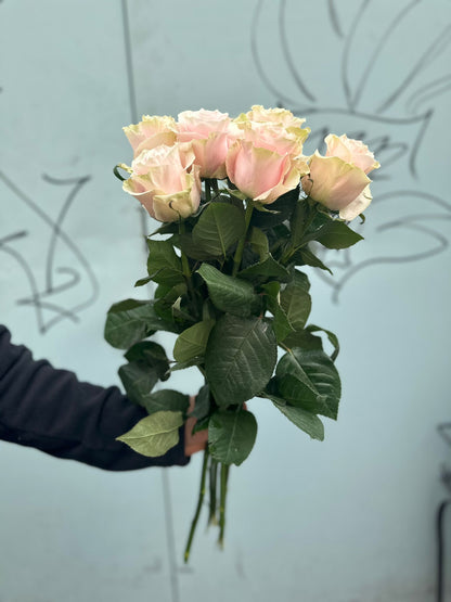 Pink Mondial (rose Rosen )