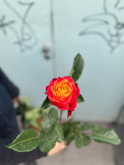 Atomic Rosen (Rot und Orange Rosen)