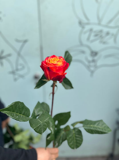 Atomic Rosen (Rot und Orange Rosen)