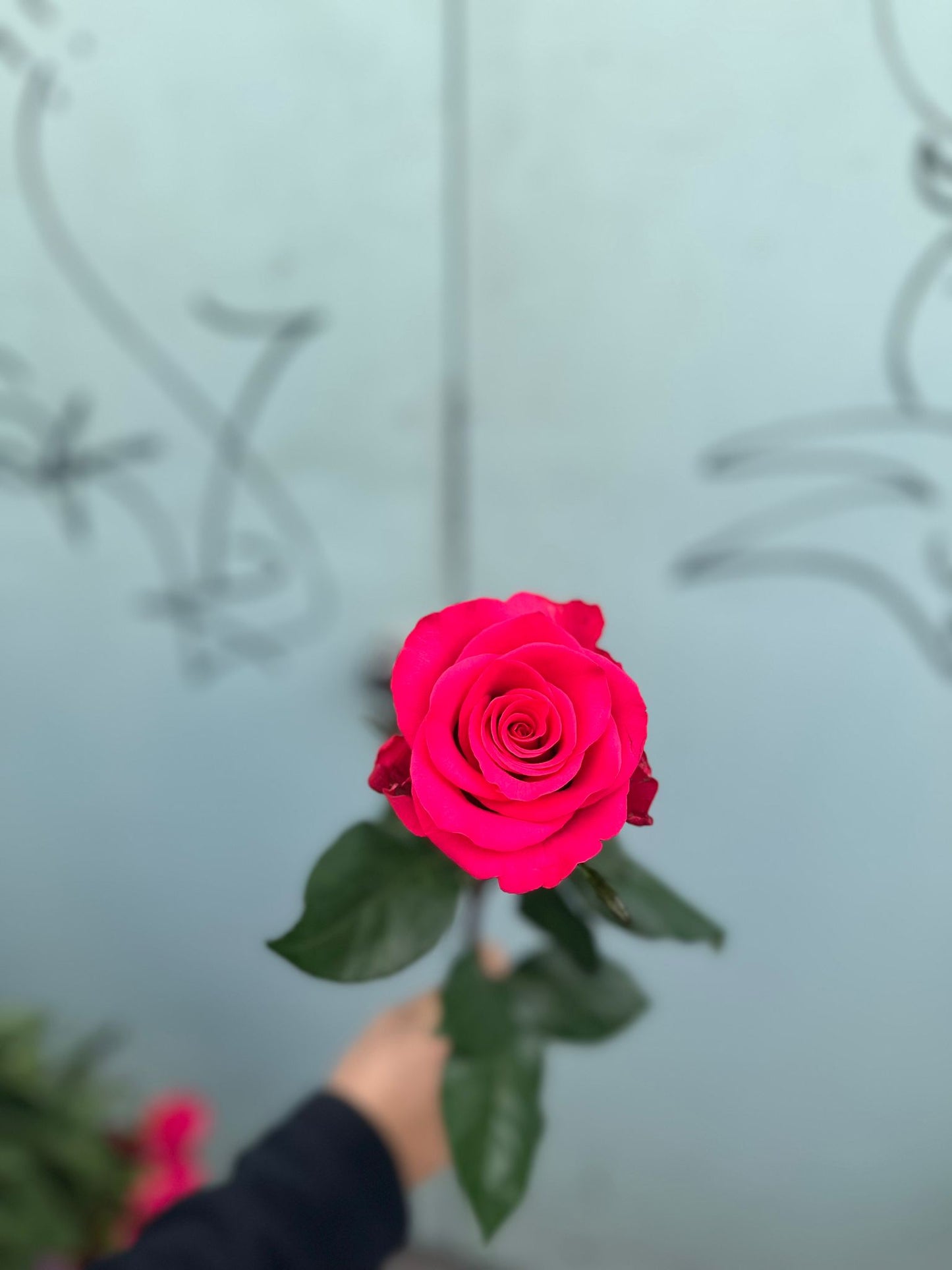 Pink Floyd ( pinke Rosen)