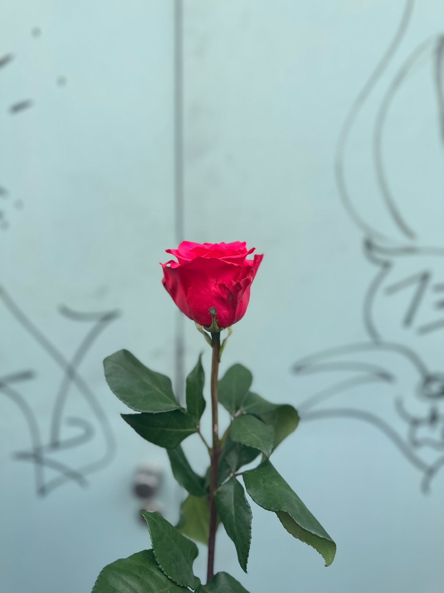 Pink Floyd ( pinke Rosen)