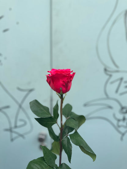 Pink Floyd ( pinke Rosen)