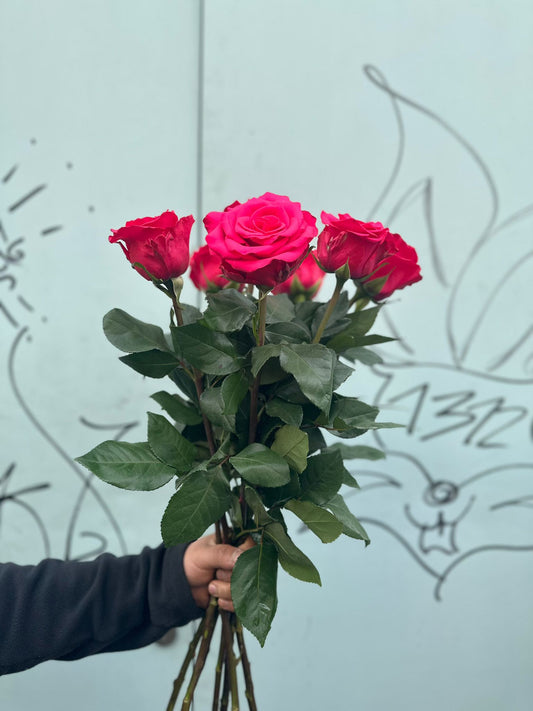 Pink Floyd ( pinke Rosen)