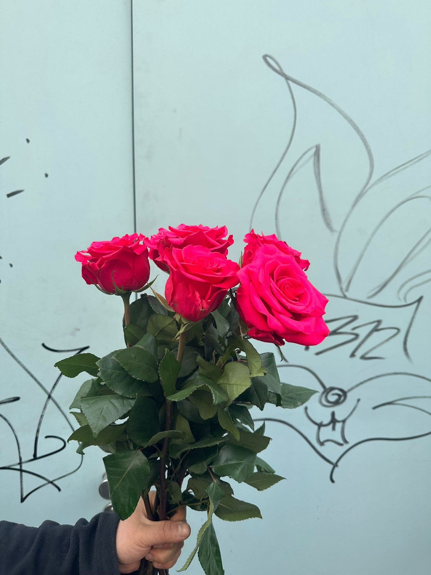 Pink Floyd ( pinke Rosen)