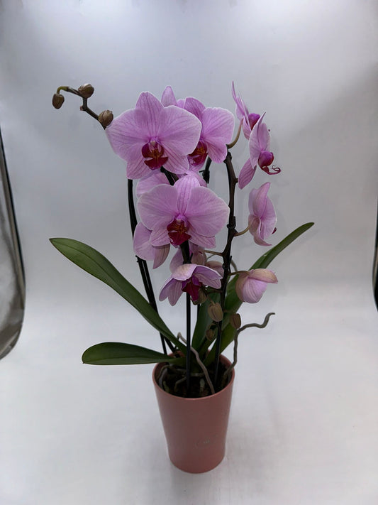 Orchideen Lila/Rosa 3 Tribe