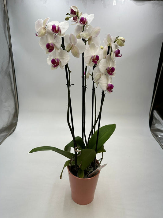Orchideen Weiß/Lila 4 Triebe