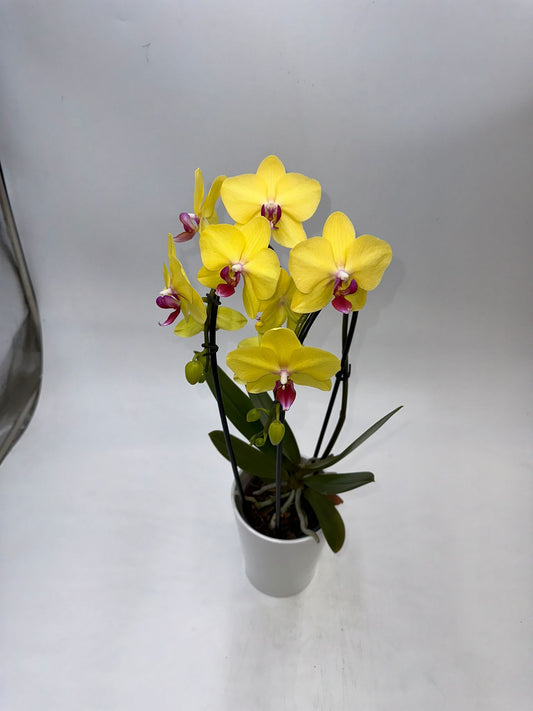 Orchideen Gelb