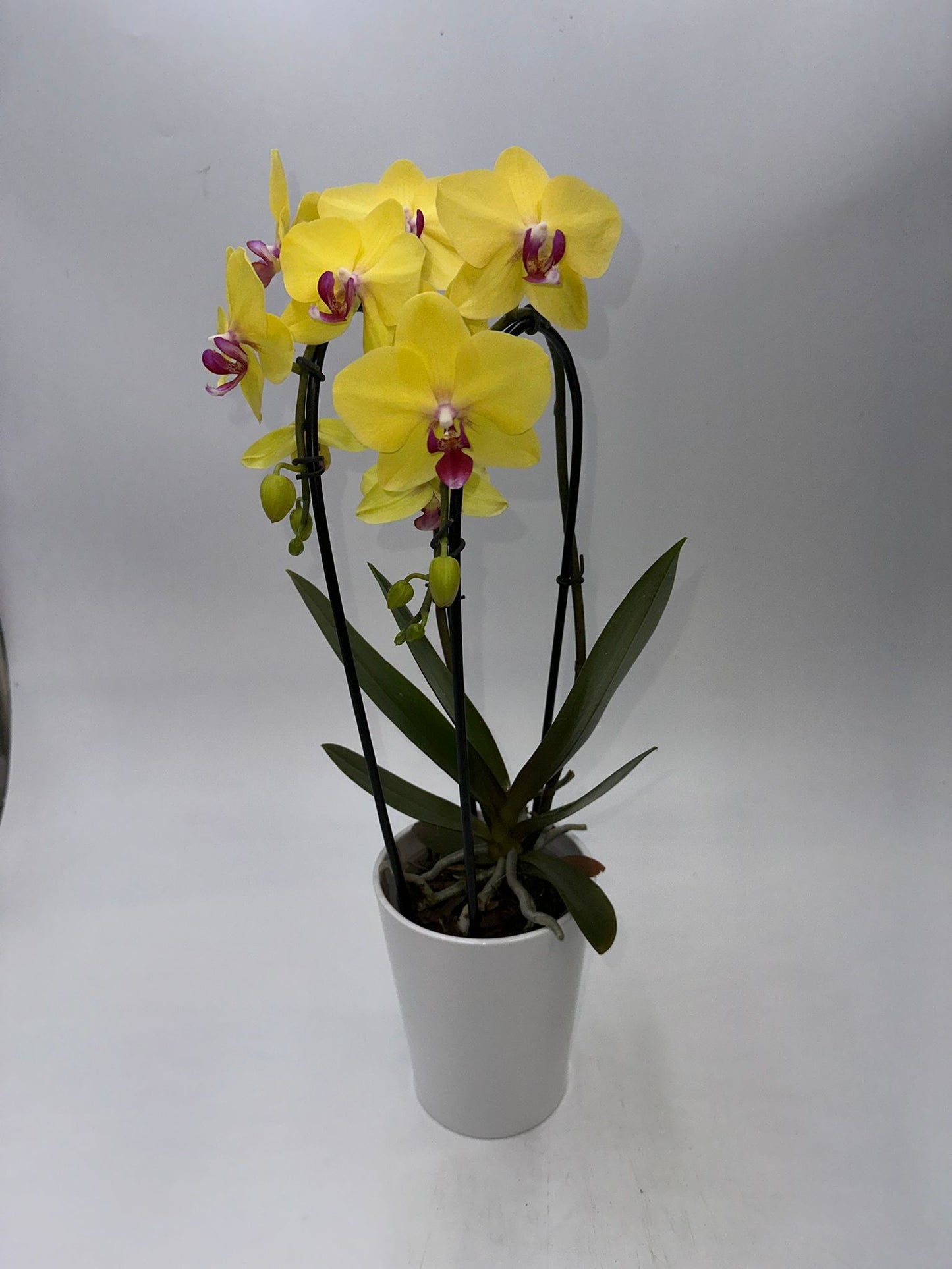 Orchideen Gelb