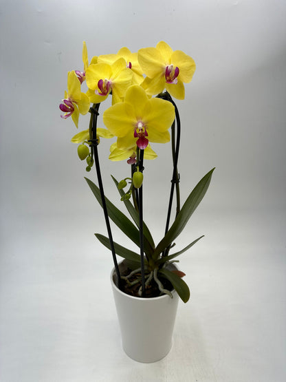 Orchideen Gelb