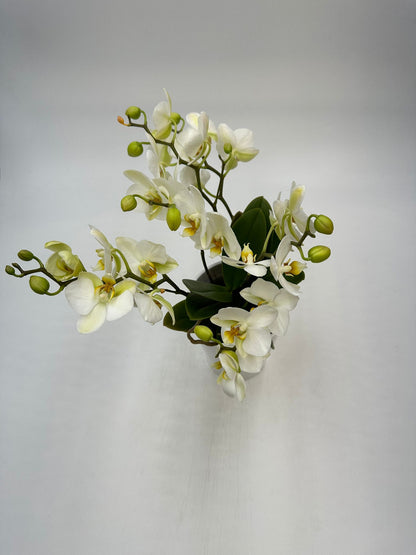 Orchideen Weiß 4 Triebe