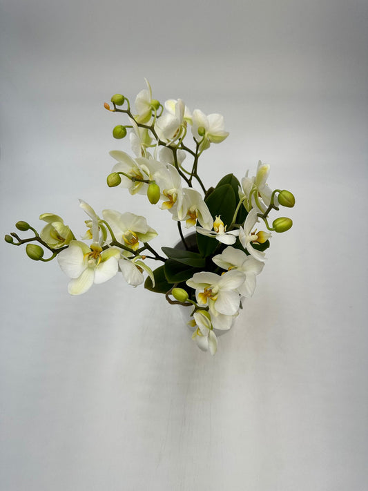 Orchideen Weiß 4 Triebe