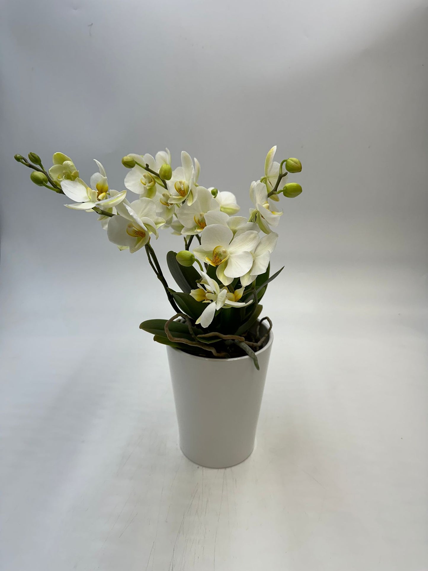 Orchideen Weiß 4 Triebe